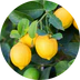Extrait de citron