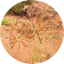 100% Cyperus Rotundus