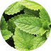 Extrait de menthe poivrée