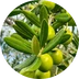 Extrait d'olive